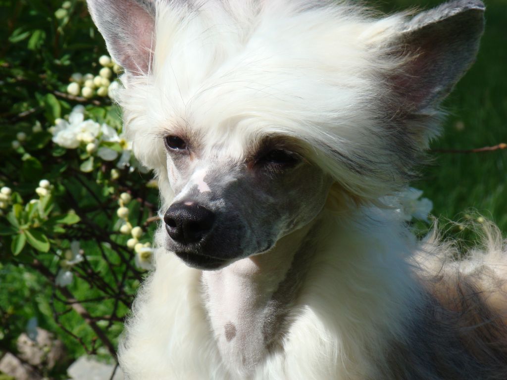 Lionheart Keep Me For Elina