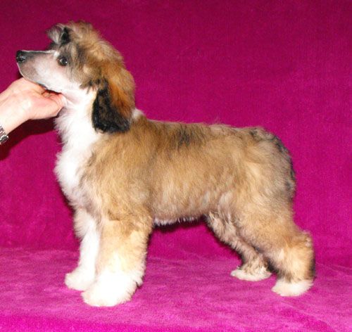 Lionheart King Kaspian