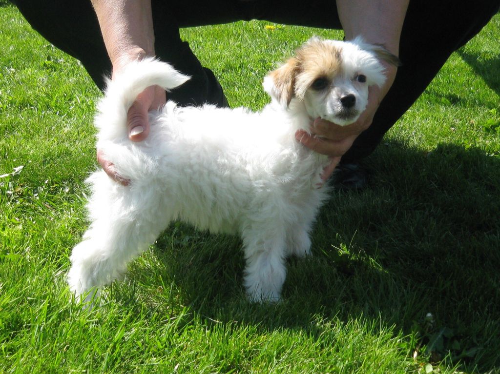 Icecrested's Ariadne