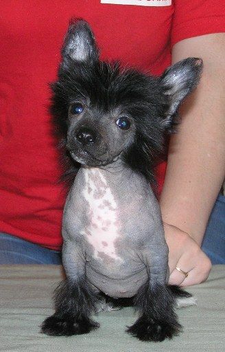 Elfgrace Nifertari Shei