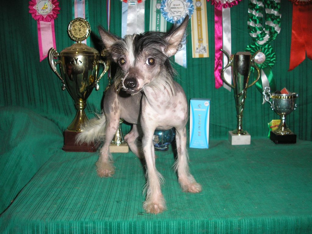 Tiffani s Tushinskogo Doma