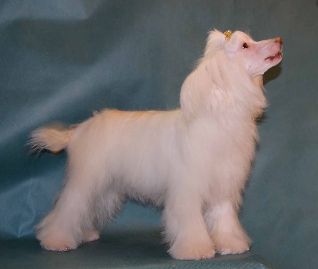 Gidaori Vital Energy