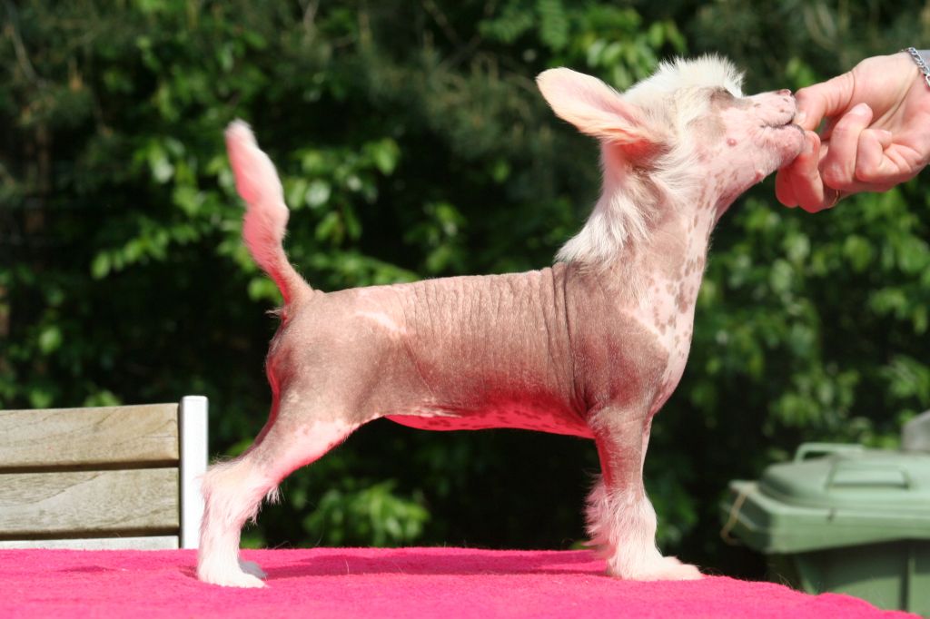 Ice Cream Island Shangri-la