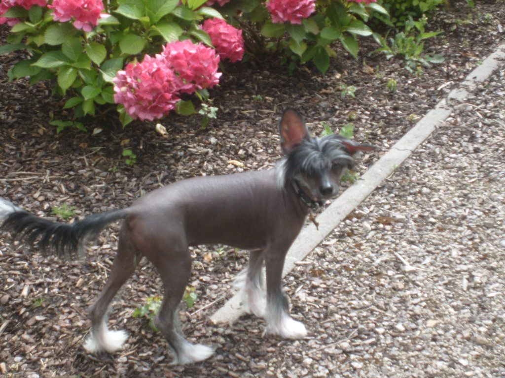 Indiana Island Shangri-La