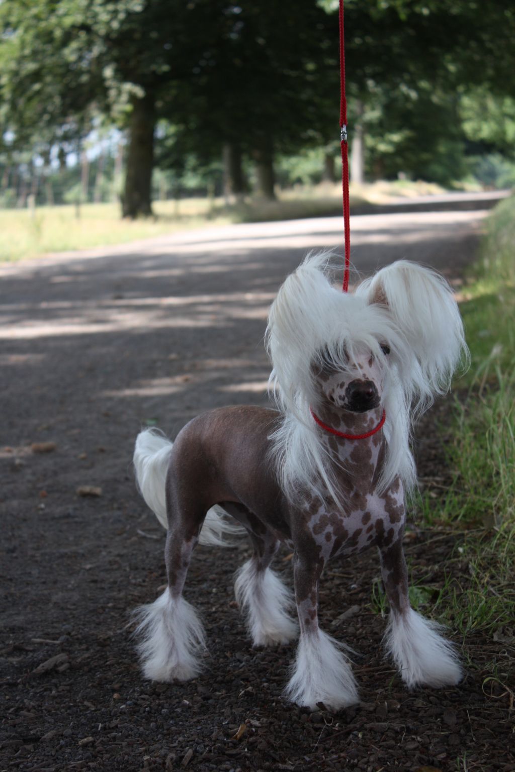 Irrisistible Island Shangri-La