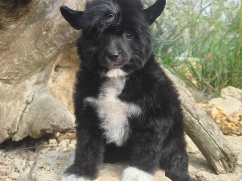 Beauty Pearl de Fageiro