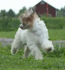 Smedbys Gentleman Jack