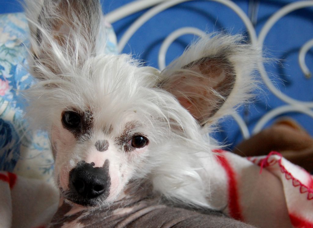 Stormcrest Sweet Stormy Weather