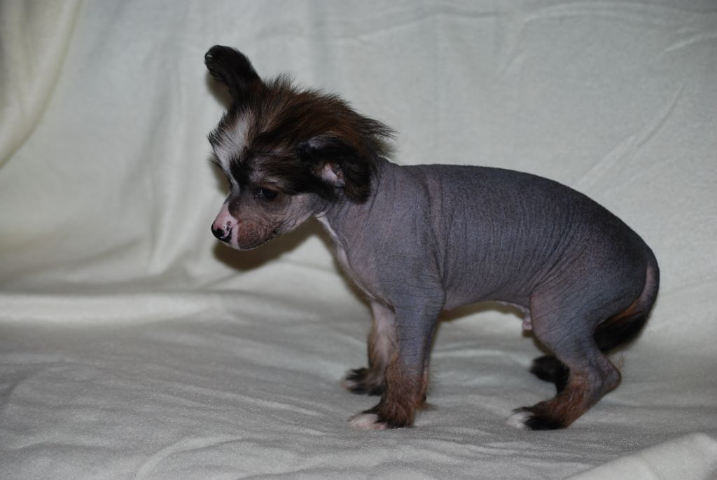 Stormcrest Black Hurrican