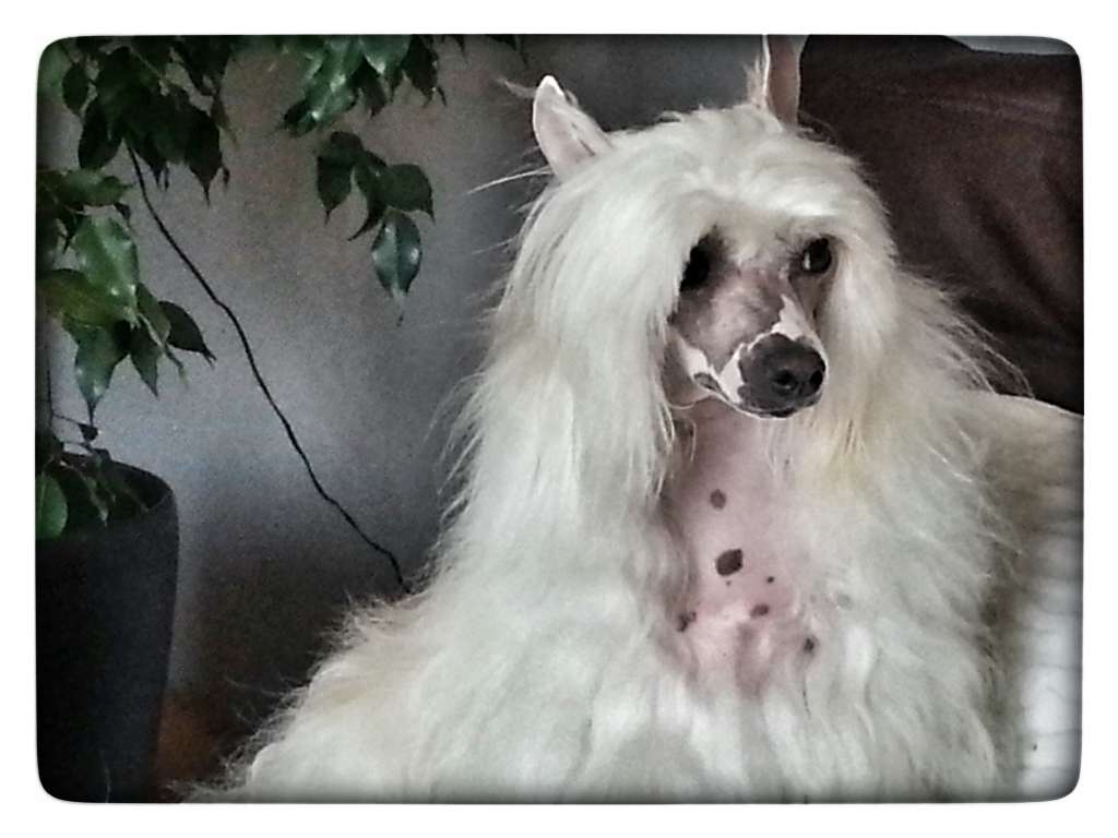 Oriental Jokes Extraordinary