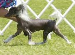 Puf N Stuf's Puttin On The Gilz