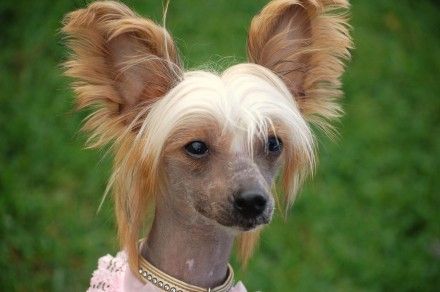 Maurknatten's Ballerina