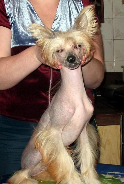 Celestina La Votre Bell