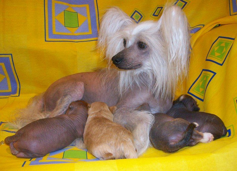 Aster  Eymos  Evolucia