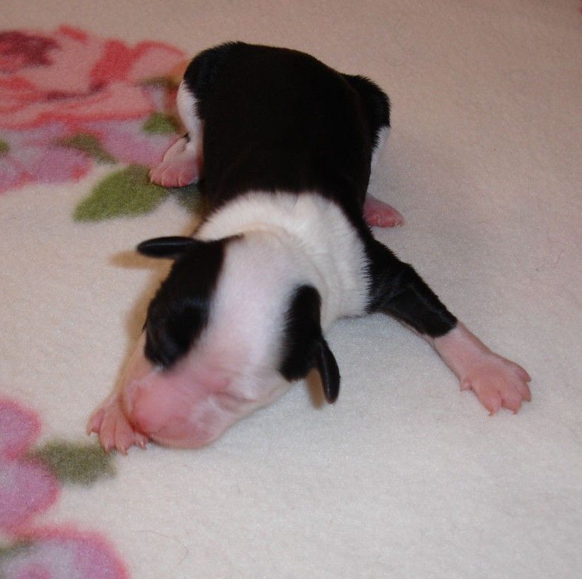 Aurin Panda Salanbro