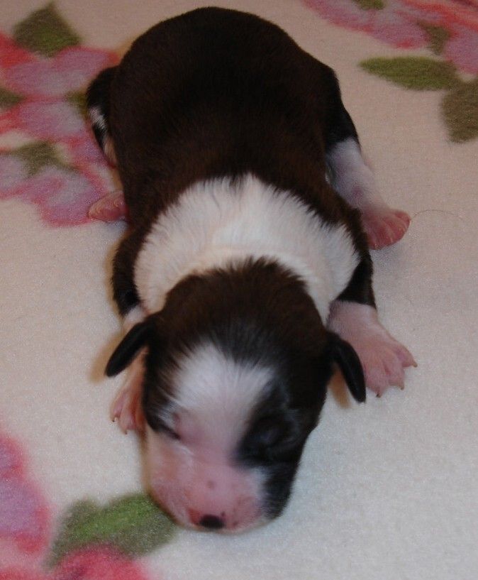 Akasha Queen Salanbro