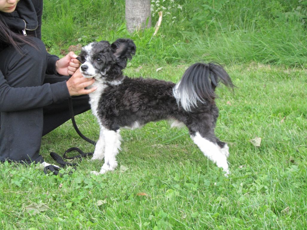 White Affair's Karri Boy Karma