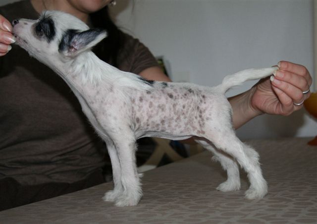 White Affair's Kissed By The Star