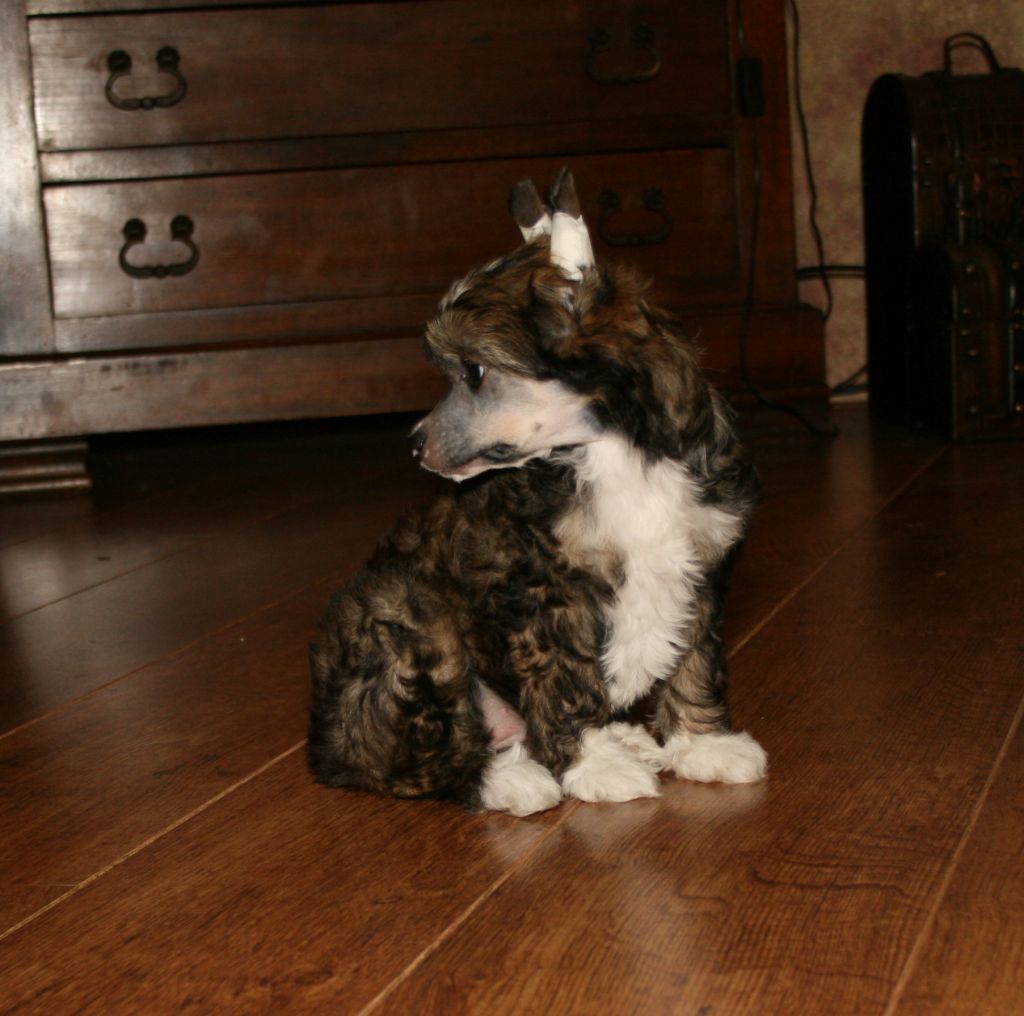 Fancy Fay Of The Queens Club