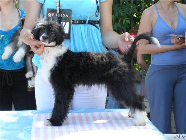 Magnifico Re Ahead Minodora