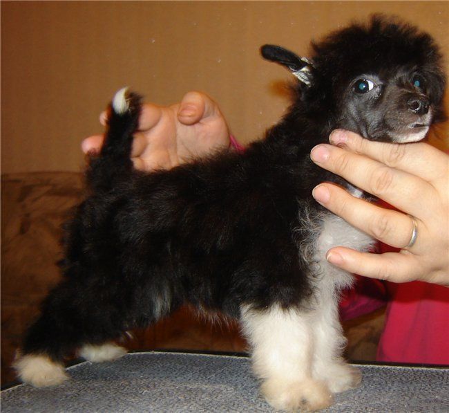 Mia-Stella Accattivante Felicita Minodora