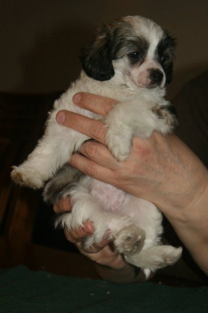 Big Jokes Miss Misstake