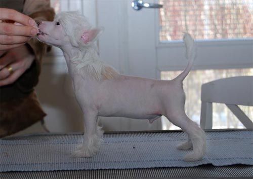 Kiikunkaakun Marjanpoimija