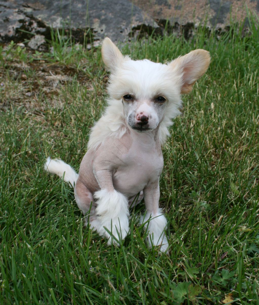 Proud Pony Pirate Bay