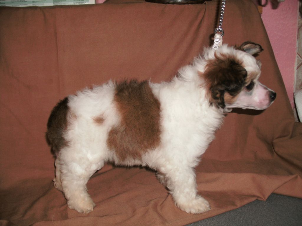 Moretonia Snow Motion