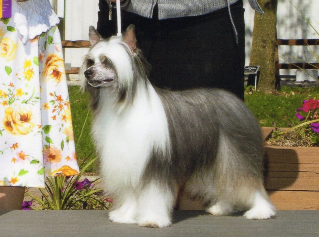 Maji Mighty Thor of Chikita