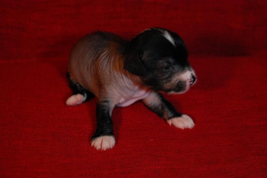 Shina Gold Glory of the Night