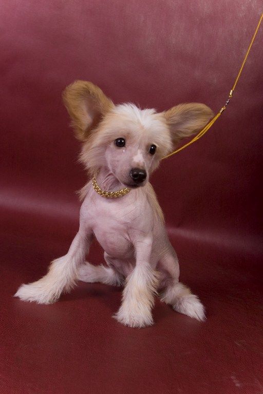 Shina Gold Global Winner