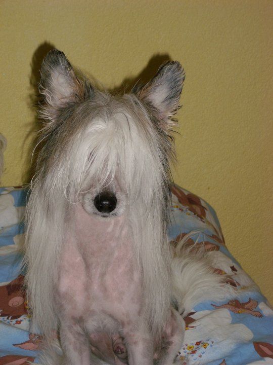 Never On Sunday  Al Maarii Sapphire