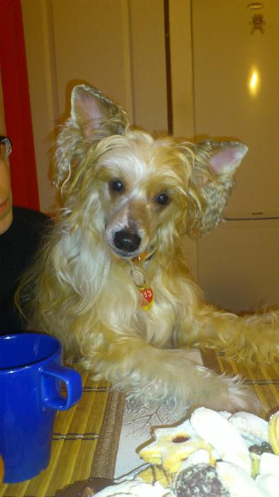 Cassper Cory Z Jaromerskeho panstvi