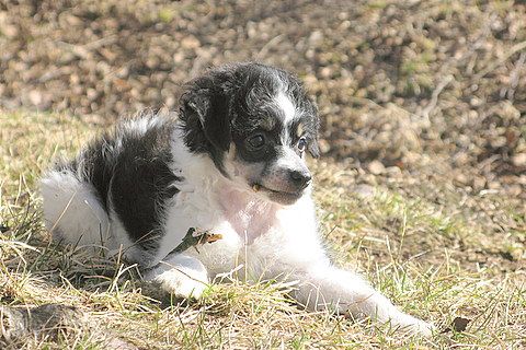 Kertalaakin Arvaa Kuka