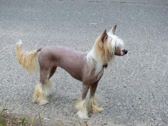 Cathy Casio  Z Jaromerskeho panstvi