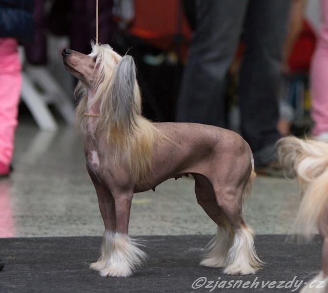 Cruella Calope  Z Jaromerskeho panstvi