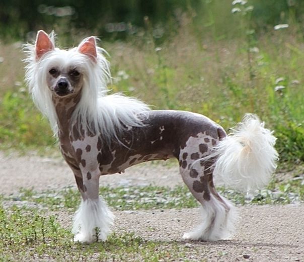 Bozo Gang's Rumba Raisin