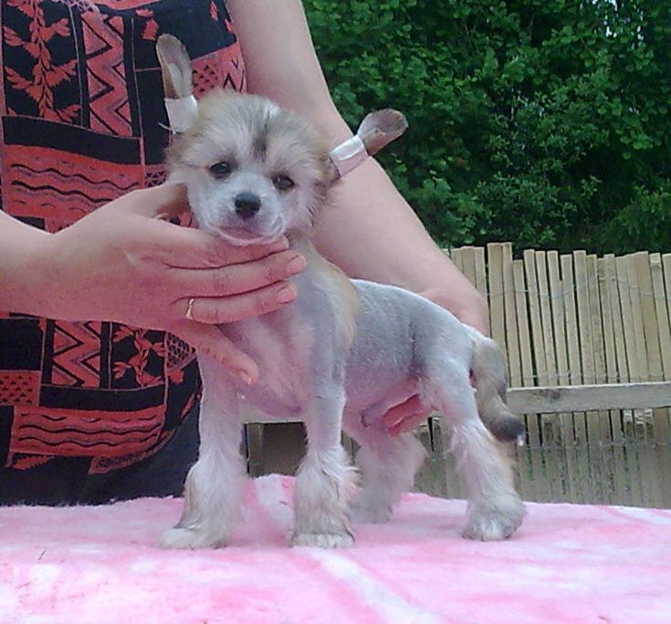 Bozo Gang's Radioactive