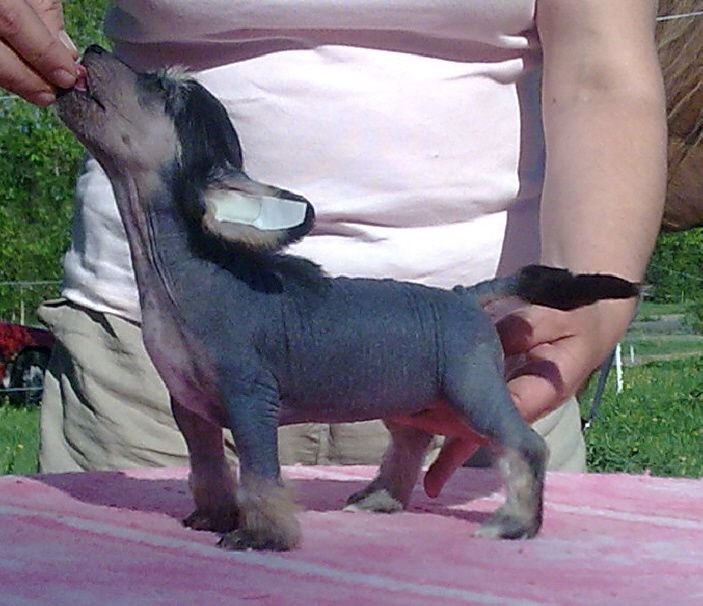 Bozo Gang's Rock' n Roll