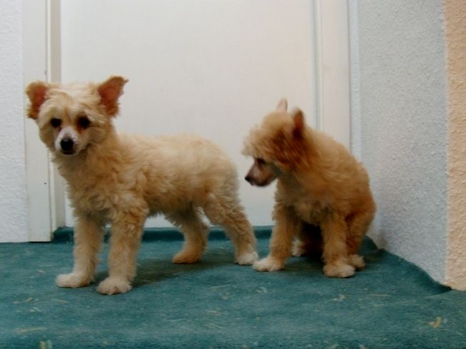 Treasure Guardians Day light