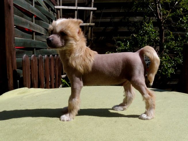 Treasure Guardians  Duke