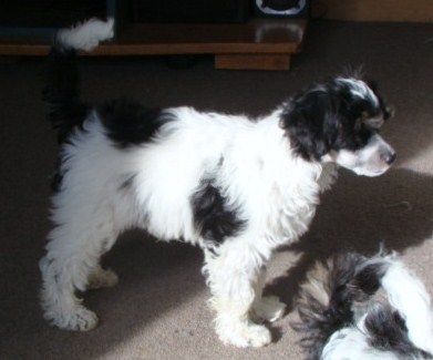 Egyptianmist Rogue Assassin