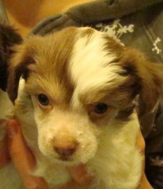 Egyptianmist Spice Girl