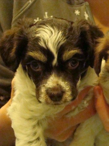 Egyptianmist CoCo Drop