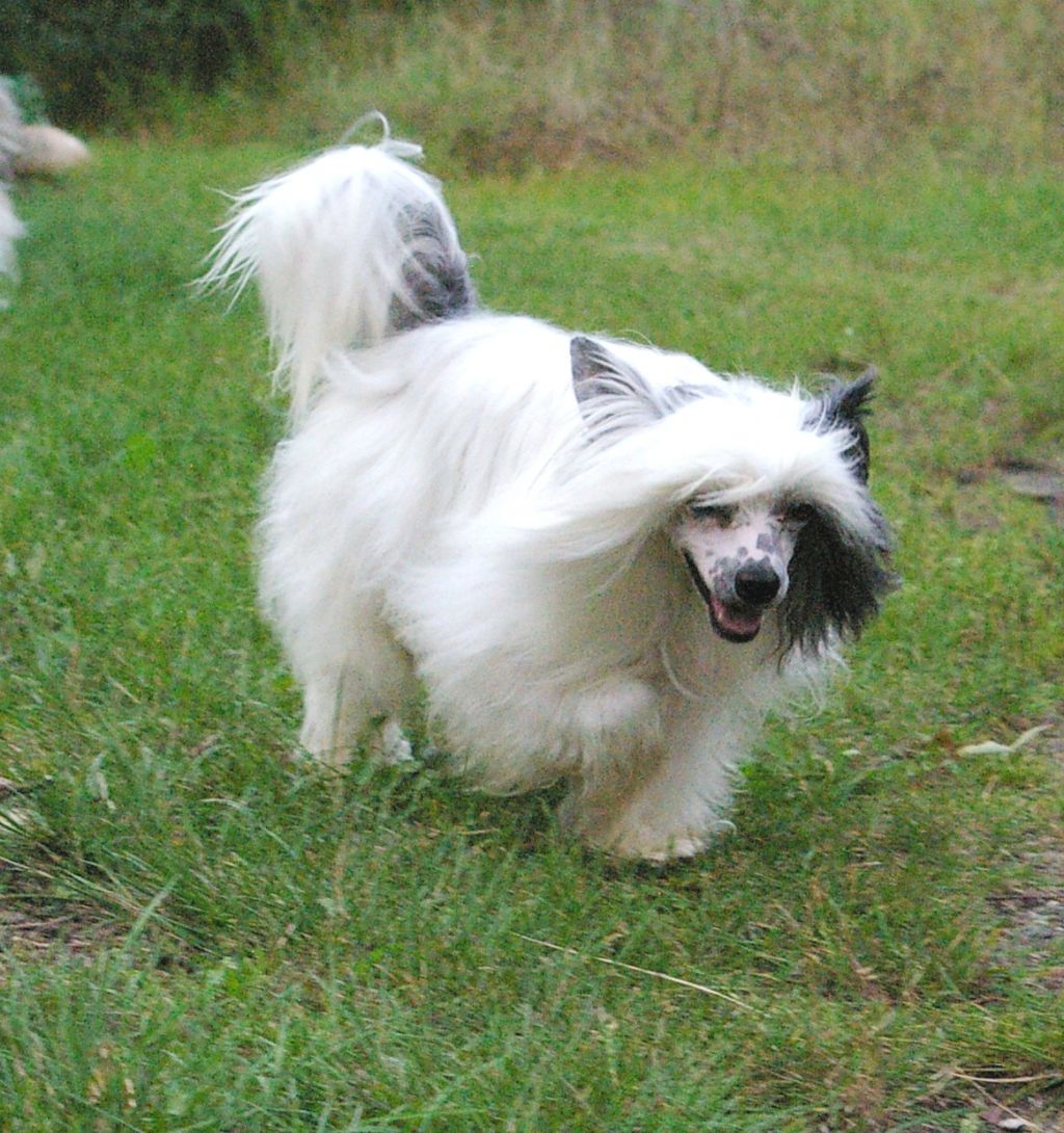 I'm On Fire von Shinbashi