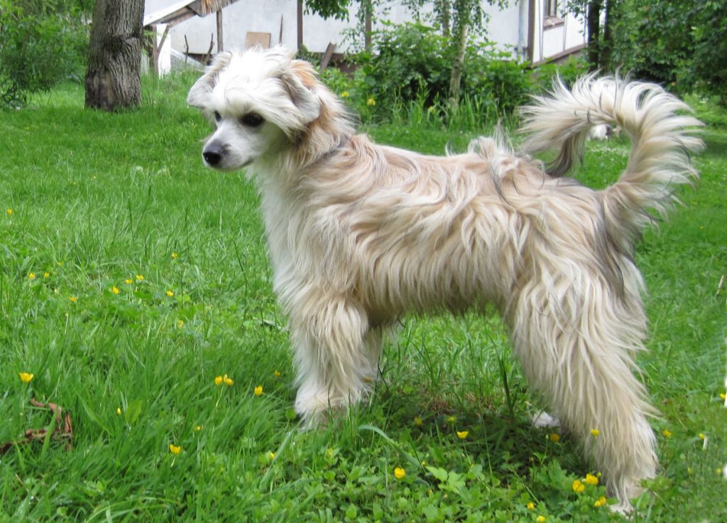 Aspiqe Amaretto Little Charmings