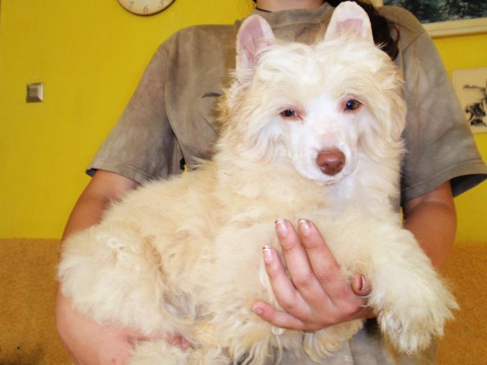 Eli-Lee ze Shetlandu