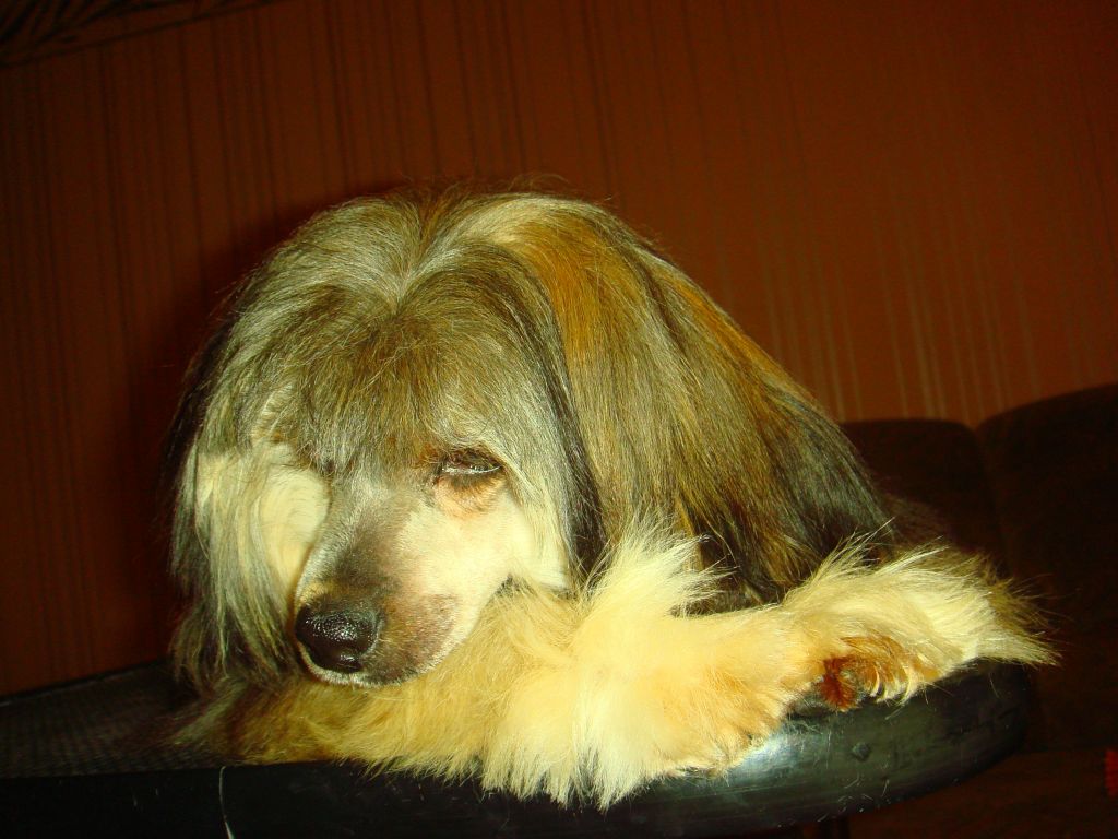 Djedai Bonus Westtai