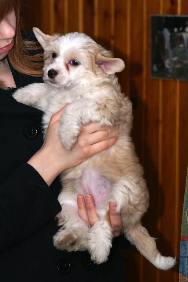 Zachcianka Z Gangu Lysych